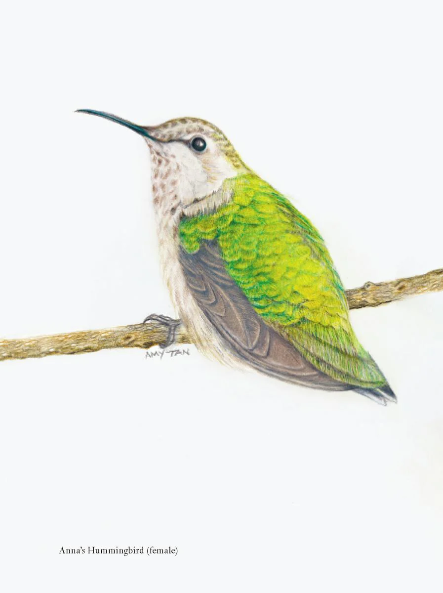 The Backyard Bird Chronicles - Image 2