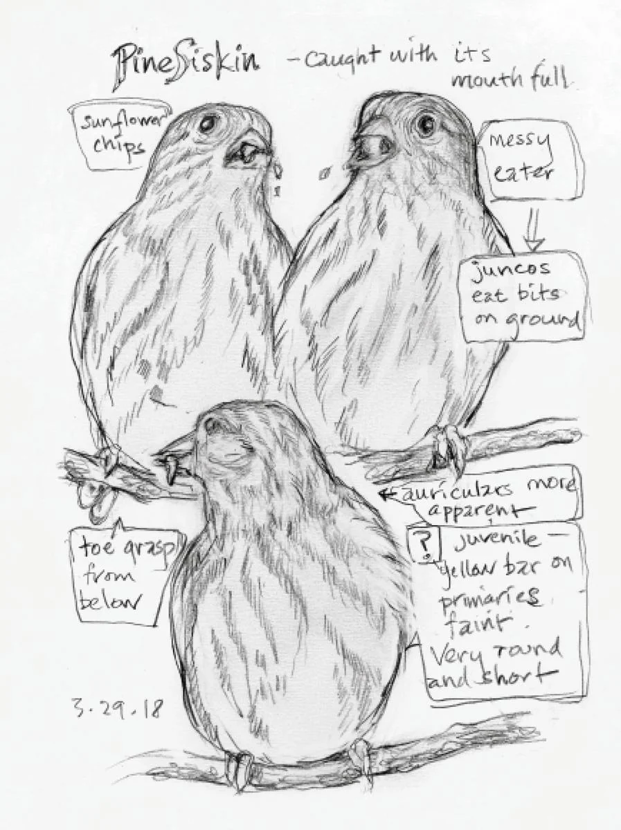 The Backyard Bird Chronicles - Image 4